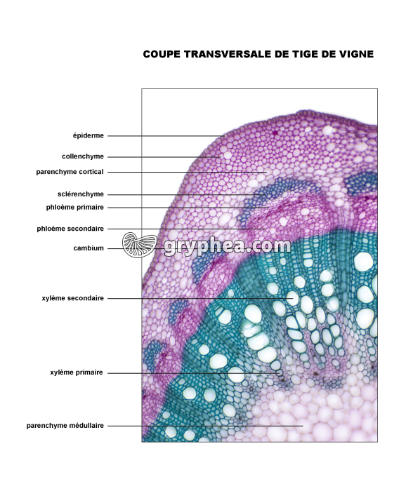 Tige de Vigne - vue légendée CT x30 - gryphea.com